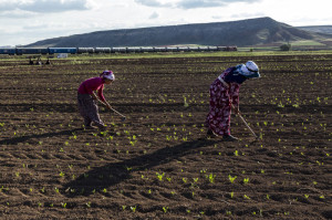 Sekerpancarı çapası Kayseri (c)Servet Dilber/Hayata Destek Dernegi 2014