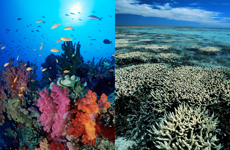 coral_bleach2_comparing